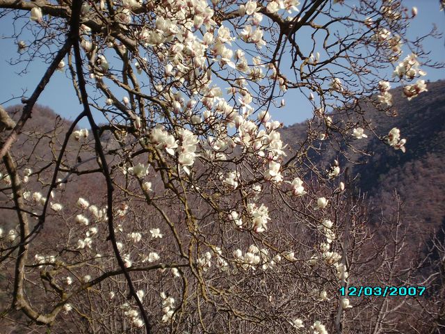 Magnolia en fleurs en mars